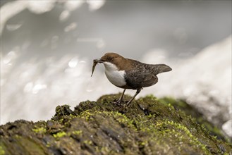 White-throated Dipper (Cinclus cinclus), at a torrent with prey in its beak, Rhineland-Palatinate,