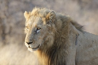 African lion African lion (Panthera leo melanochaita), adult male, standing in the morning light,