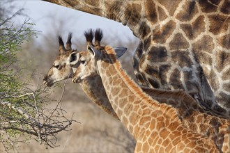 South African giraffes (Giraffa camelopardalis giraffa), adult and two young animals, young feeding