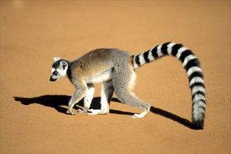 Lemur Catta, Ring-tailed Lemur, Madagascar, Madagascar, Africa