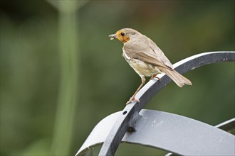 European robin (Erithacus rubecula) with captured insect in beak sitting on garden decoration,