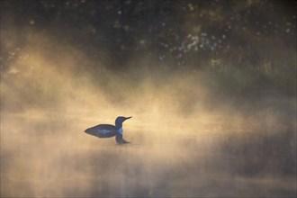 Red-throated loon (Gavia stellata) a misty morning in a bog lake