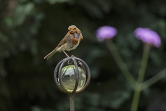 European robin (Erithacus rubecula) sitting on garden decoration, Burgstemmen, Lower Saxony,