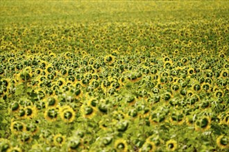 Sunflowers (Helianthus annuus), July, Saxony, Germany, Europe