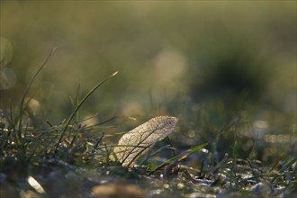 Leaf, Winter, Germany, Europe