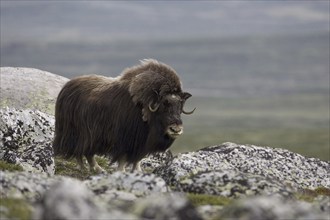 Musk ox, (Ovibos moschatus), Scandinavia