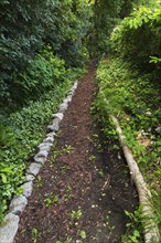 Taraxacum, Dandelion weeds growing in brown mulch foot path edged with gathered rocks and cut tree