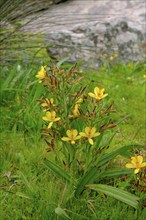 Yellow rush lilies, Sisyrinchium, spring bloom, wildflower bloom at Postberg, Langebaan Lagoon,