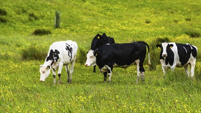 Cows and Farms in Yorkshire Dales National Park, North Yorkshire, England, United Kingdom, Europe