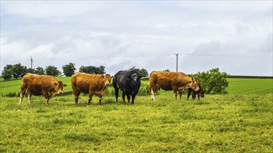 Cows and Farms in Yorkshire Dales National Park, North Yorkshire, England, United Kingdom, Europe