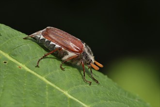 Northern cockchafer (Melolontha hippocastani), male, on a leaf of a horse chestnut (Aesculus