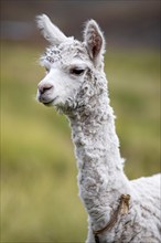 Alpaca (Vicugna pacos), young animal, in the Reserva Nacional de Salinas y Aguada Blanca, Province