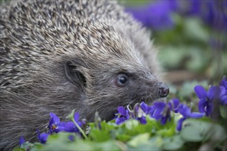 European hedgehog (Erinaceus europaeus) adult animal on a patch of flowering Dog violets in a