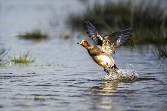 Eurasian Wigeon, (Mareca penelope) male in flight over marshes