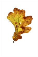 Autumn coloured leaf of an oak tree (Quercus), tree, free-standing, Vechta, Lower Saxony, Germany,