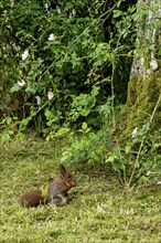 Eurasian squirrel (Sciurus vulgaris) eating a nut on moss in the garden, Nidda, Wetterau, Hesse,