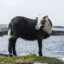 Wild Sheep from Haraldshaugen, HAUGESUND, North Sea in Rogaland County, Åkrafjord, Norway, Europe