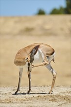 Springbok (Antidorcas marsupialis), standing in the dessert, captive, distribution Africa