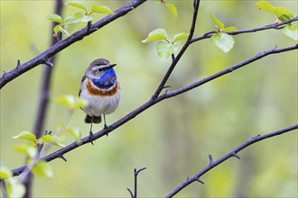 Red-throated Bluethroat or Tundra Bluethroat (Luscinia svecica), adult male sitting on a branch,