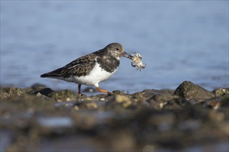 Ruddy turnstone (Arenaria interpres) adult bird carrying a crab in its beak on a shoreline,