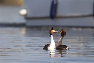 Great crested grebe (Podiceps cristatus) two adult birds performing their courtship display on a