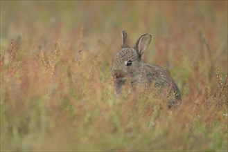 Rabbit (Oryctolagus cuniculus) juvenile baby animal feeding amongst red flowers on grassland,