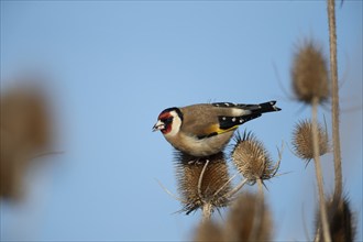 European goldfinch (Carduelis carduelis) adult bird feeding on a Teasel (Dipsacus fullonum)