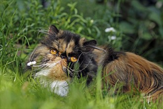 Persian cat, long-haired cat