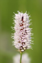 Meadow knotweed (Bistorta officinalis, Persicaria bistorta), inflorescence, North Rhine-Westphalia,