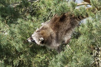 Raccoon (Procyon lotor) climbing in a branch, France, Europe