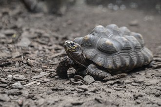 Charcoal tortoise (Cheoloridis carbonaria), Walsrode Bird Park, Lower Saxony, Germany, Europe