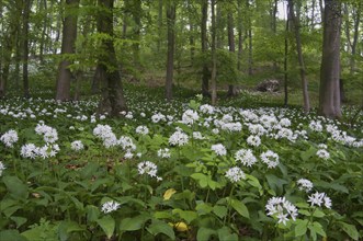 Ramson (Allium ursinum), North Rhine-Westphalia, Germany, Europe