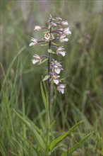 Marsh helleborine (Epipactis palustris), Emsland, Lower Saxony, Germany, Europe