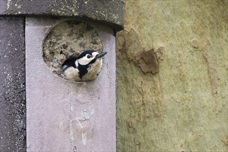 Great spotted woodpecker (Dendrocopos major), female, peeping out of a round hole in a nesting box,