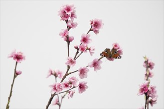 A european peacock (Aglais io) sitting on a branch with pink flowers against a light-coloured