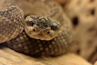 Black-tailed rattlesnake (Crotalus molossus), adult, on rocks, warming up, sunbathing, Sonoran