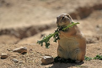 Black-tailed prairie dog (Cynomys ludovicianus), adult, feeding, standing upright, Sonoran Desert,