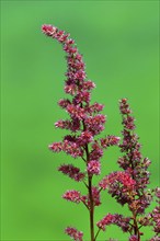 Astilbe, flowering, blossom, Elllerstadt, Germany, Europe