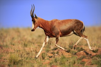 Bontebok (Damaliscus pygargus), adult, running, foraging, Mountain Zebra National Park, South