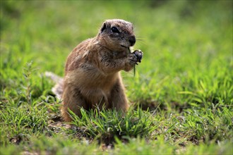 Cape ground squirrel (Xerus inauris), adult, alert, feeding, Mountain Zebra National Park, Eastern