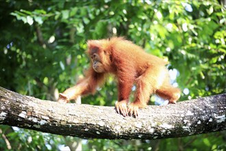 Bornean orangutan (Pongo pygmaeus), young animal, climbing a tree, Borneo