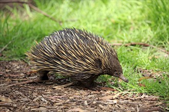 Short-beaked echidna (Tachyglossus aculeatus), adult foraging, Mount Lofty, South Australia,