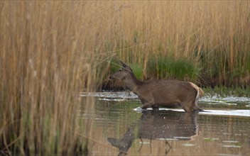 Red deer (Cervus elaphus), water, Lower Austria