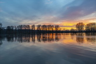 Bislicher Insel nature reserve, floodplain landscape on the Rhine, near Xanten, floods, flooded