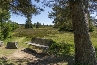 Niedersfelder Bergheide, high heath, Neuer Hagen nature reserve, landscape on the Langenberg, near