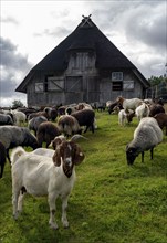 Stable for Heidschnucken sheep, in the Lüneburg Heath nature reserve, Lower Saxony, Germany, Europe