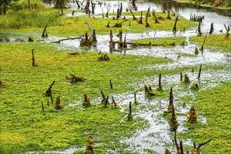 The Pietzmoor, raised bog in the Lüneburg Heath nature reserve, peat-forming sponges, peat mosses,