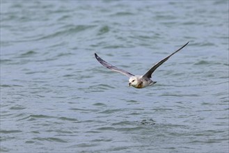 Northern fulmar (Fulmarus glacialis), Spitsbergen, Longyearbyen, Svalbard / Spitsbergen, Norway,