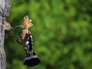 Hoopoe, (Upupa epops), approaching the breeding cave, with prey for young bird, family Hoopoes,