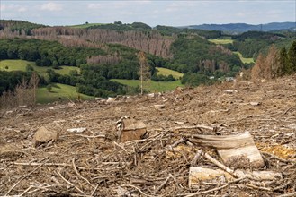 Forest dieback in Sauerland, north of Lüdenscheid, cleared area, diseased trees, over 70 per cent